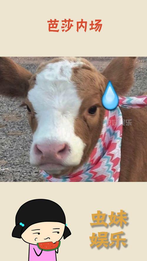 娱乐吃瓜酱猫,揭秘娱乐圈那些不为人知的幕后故事